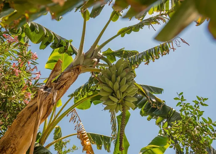 Sa Domo De Sos Massaios 住宿加早餐酒店 奥罗塞伊